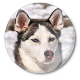 Значок с принтом Хаски в Санкт-Петербурге,  металл | круглая форма, металлическая застежка в виде булавки | dog | лабрадор | мопс | пес | собака | такса | хаски | щеночек