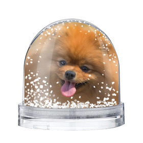 Снежный шар с принтом Милашка в Санкт-Петербурге, Пластик | Изображение внутри шара печатается на глянцевой фотобумаге с двух сторон | dog | пес | померанский | собака | шпиц | щеночек