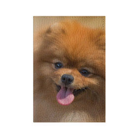 Обложка для паспорта матовая кожа с принтом Милашка в Санкт-Петербурге, натуральная матовая кожа | размер 19,3 х 13,7 см; прозрачные пластиковые крепления | dog | пес | померанский | собака | шпиц | щеночек