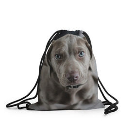 Рюкзак-мешок 3D с принтом Puppy в Санкт-Петербурге, 100% полиэстер | плотность ткани — 200 г/м2, размер — 35 х 45 см; лямки — толстые шнурки, застежка на шнуровке, без карманов и подкладки | dog | веймаранер | пес | собака | щеночек