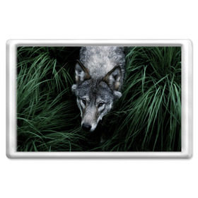 Магнит 45*70 с принтом Волк в траве в Санкт-Петербурге, Пластик | Размер: 78*52 мм; Размер печати: 70*45 | природа | серый | хищник