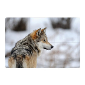 Магнитный плакат 3Х2 с принтом Хозяин леса в Санкт-Петербурге, Полимерный материал с магнитным слоем | 6 деталей размером 9*9 см | Тематика изображения на принте: волк | серый