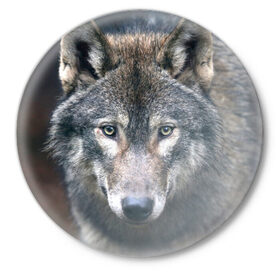 Значок с принтом Серый волк в Санкт-Петербурге,  металл | круглая форма, металлическая застежка в виде булавки | аука | бирюк | волк | волчара | волчица | волчок | глаза | животное | животные | зверь | зеленые | койот | лес | млекопитающее | природа | санитар леса | серый | уши | фауна | хищник | черный | шакал