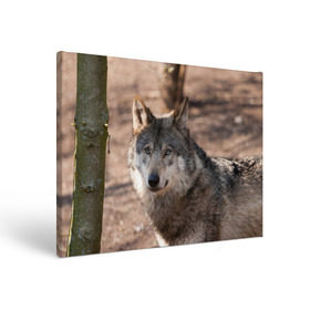 Холст прямоугольный с принтом Серый волк в Санкт-Петербурге, 100% ПВХ |  | аука | бирюк | волк | волчара | волчица | волчок | глаза | животное | животные | зверь | зеленые | койот | лес | млекопитающее | природа | санитар леса | серый | уши | фауна | хищник | черный | шакал