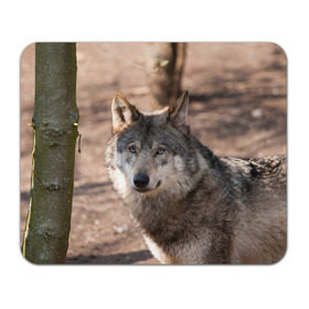 Коврик прямоугольный с принтом Серый волк в Санкт-Петербурге, натуральный каучук | размер 230 х 185 мм; запечатка лицевой стороны | аука | бирюк | волк | волчара | волчица | волчок | глаза | животное | животные | зверь | зеленые | койот | лес | млекопитающее | природа | санитар леса | серый | уши | фауна | хищник | черный | шакал