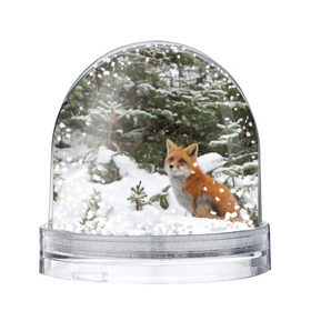 Снежный шар с принтом Лиса в зимнем лесу в Санкт-Петербурге, Пластик | Изображение внутри шара печатается на глянцевой фотобумаге с двух сторон | fox | животное | зверь | красивая | лес | лис | лиса | лисенок | лисица | лисичка | мех | патрикеевна | песец | плутовка | прикольная | природа | рыжая | рыжий цвет | сказка | хвост | хитрая | хищник