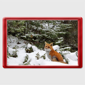 Магнит 45*70 с принтом Лиса в зимнем лесу в Санкт-Петербурге, Пластик | Размер: 78*52 мм; Размер печати: 70*45 | fox | животное | зверь | красивая | лес | лис | лиса | лисенок | лисица | лисичка | мех | патрикеевна | песец | плутовка | прикольная | природа | рыжая | рыжий цвет | сказка | хвост | хитрая | хищник