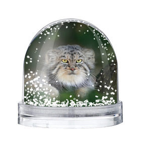 Снежный шар с принтом Манул в Санкт-Петербурге, Пластик | Изображение внутри шара печатается на глянцевой фотобумаге с двух сторон | всеядный | детеныш | дикие | животные | звери | зверята | кот | манул | медведь | хищник