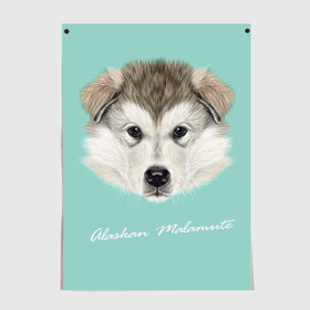 Постер с принтом Alaskan Malamute в Санкт-Петербурге, 100% бумага
 | бумага, плотность 150 мг. Матовая, но за счет высокого коэффициента гладкости имеет небольшой блеск и дает на свету блики, но в отличии от глянцевой бумаги не покрыта лаком | alaskan malamute | dog | puppy | маламут | собака | хаски | щенок