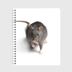 Тетрадь с принтом Крыса в Санкт-Петербурге, 100% бумага | 48 листов, плотность листов — 60 г/м2, плотность картонной обложки — 250 г/м2. Листы скреплены сбоку удобной пружинной спиралью. Уголки страниц и обложки скругленные. Цвет линий — светло-серый
 | животные | крыса | мышка | мышь