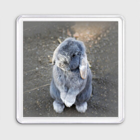 Магнит 55*55 с принтом Кролик в Санкт-Петербурге, Пластик | Размер: 65*65 мм; Размер печати: 55*55 мм | грызун | животные | заяц | кролик | мордочка | природа | пушистый | уши