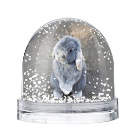 Водяной шар с принтом Кролик в Санкт-Петербурге, Пластик | Изображение внутри шара печатается на глянцевой фотобумаге с двух сторон | Тематика изображения на принте: грызун | животные | заяц | кролик | мордочка | природа | пушистый | уши