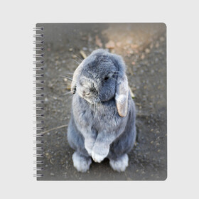Тетрадь с принтом Кролик в Санкт-Петербурге, 100% бумага | 48 листов, плотность листов — 60 г/м2, плотность картонной обложки — 250 г/м2. Листы скреплены сбоку удобной пружинной спиралью. Уголки страниц и обложки скругленные. Цвет линий — светло-серый
 | грызун | животные | заяц | кролик | мордочка | природа | пушистый | уши