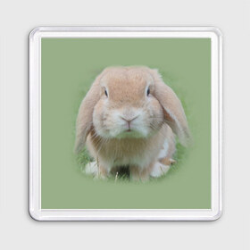 Магнит 55*55 с принтом Кролик в Санкт-Петербурге, Пластик | Размер: 65*65 мм; Размер печати: 55*55 мм | грызун | животные | заяц | кролик | мордочка | природа | пушистый | уши