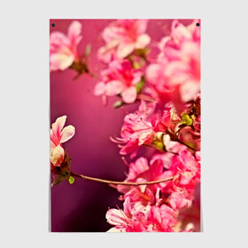 Постер с принтом Сакура в Санкт-Петербурге, 100% бумага
 | бумага, плотность 150 мг. Матовая, но за счет высокого коэффициента гладкости имеет небольшой блеск и дает на свету блики, но в отличии от глянцевой бумаги не покрыта лаком | 3d | flower | nature | pink | sakura | весна | деревья | природа | розовый | сакура | цветы | япония