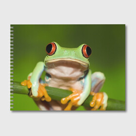 Альбом для рисования с принтом Лягушка в Санкт-Петербурге, 100% бумага
 | матовая бумага, плотность 200 мг. | Тематика изображения на принте: frog | жаба | животные | зеленый | ква | лягуха | лягушка | лягушонок