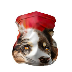Бандана-труба 3D с принтом Бордер колли в красных листьях в Санкт-Петербурге, 100% полиэстер, ткань с особыми свойствами — Activecool | плотность 150‒180 г/м2; хорошо тянется, но сохраняет форму | border collie | dog | бордер колли | красный | листья | осень | собака