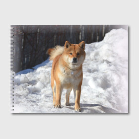 Альбом для рисования с принтом Акита-ину в Санкт-Петербурге, 100% бумага
 | матовая бумага, плотность 200 мг. | Тематика изображения на принте: акита | животное | животные | ину | овчарка | пес | песик | псы | сиба | собака | собаки | шиба
