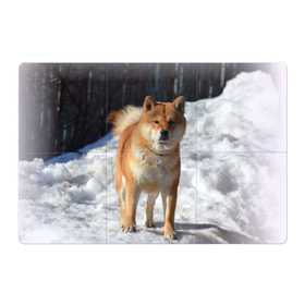 Магнитный плакат 3Х2 с принтом Акита-ину в Санкт-Петербурге, Полимерный материал с магнитным слоем | 6 деталей размером 9*9 см | Тематика изображения на принте: акита | животное | животные | ину | овчарка | пес | песик | псы | сиба | собака | собаки | шиба