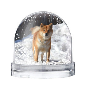 Снежный шар с принтом Акита-ину в Санкт-Петербурге, Пластик | Изображение внутри шара печатается на глянцевой фотобумаге с двух сторон | акита | животное | животные | ину | овчарка | пес | песик | псы | сиба | собака | собаки | шиба