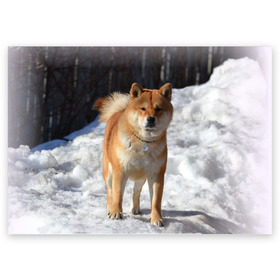 Поздравительная открытка с принтом Акита-ину в Санкт-Петербурге, 100% бумага | плотность бумаги 280 г/м2, матовая, на обратной стороне линовка и место для марки
 | акита | животное | животные | ину | овчарка | пес | песик | псы | сиба | собака | собаки | шиба
