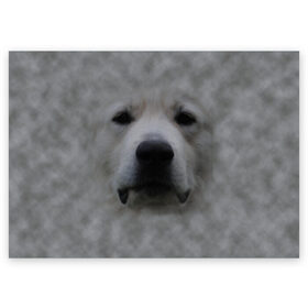 Поздравительная открытка с принтом Лабрадор в Санкт-Петербурге, 100% бумага | плотность бумаги 280 г/м2, матовая, на обратной стороне линовка и место для марки
 | Тематика изображения на принте: голова | животные | лабрадор | пес | природа | собака | собачка | щенок