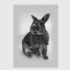 Скетчбук с принтом Кролик в Санкт-Петербурге, 100% бумага
 | 48 листов, плотность листов — 100 г/м2, плотность картонной обложки — 250 г/м2. Листы скреплены сверху удобной пружинной спиралью | заяц | кролик