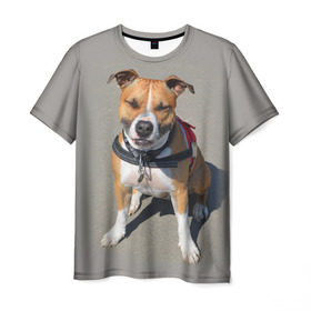 Мужская футболка 3D с принтом Стаффордшир в Санкт-Петербурге, 100% полиэфир | прямой крой, круглый вырез горловины, длина до линии бедер | животные | пес | питбуль | природа | собака | стафф | стаффордшир | стаффордширский терьер
