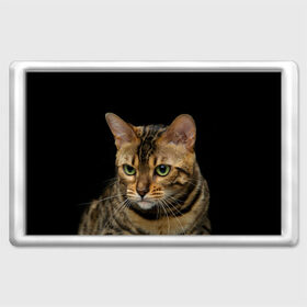 Магнит 45*70 с принтом Бенгальский кот в Санкт-Петербурге, Пластик | Размер: 78*52 мм; Размер печати: 70*45 | bengal cat | cat | бенгальская кошка | бенгальский | кот | котик | коты | кошки