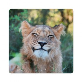 Магнит виниловый Квадрат с принтом Улыбка львицы в Санкт-Петербурге, полимерный материал с магнитным слоем | размер 9*9 см, закругленные углы | голова | животные | кот | кошка | лев | лицо | львица | прикол | прикольные | природа | смешные | тигр | тигрица | улыбается | улыбка | юмор