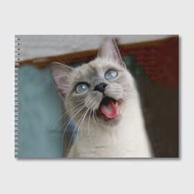 Альбом для рисования с принтом Сиамский котенок в Санкт-Петербурге, 100% бумага
 | матовая бумага, плотность 200 мг. | Тематика изображения на принте: животные | кот | котенок | котик | кошечка | кошка | милый | мордочка | показывает язык | прикол | серый | сиамская | сиамская кошка | сиамский котенок | юмор | язык