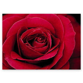 Поздравительная открытка с принтом Бутон алой розы в Санкт-Петербурге, 100% бумага | плотность бумаги 280 г/м2, матовая, на обратной стороне линовка и место для марки
 | 8 | day | flower | flowers | international | nature | pud | rose | roses | womens | бутон | день | женский | марта | международный | природа | растение | роза | розы | цветок | цветы