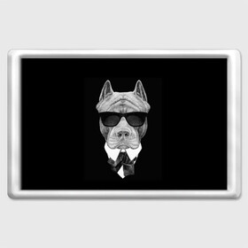 Магнит 45*70 с принтом Питбуль в Санкт-Петербурге, Пластик | Размер: 78*52 мм; Размер печати: 70*45 | animals | black | black and white | cool | dog | fight | gentleman | head | illustration | pitbull | swag | white | авторитет | белая | бойцовый | галстук бабочка | голова | джентльмен | животные | иллюстрация | костюм | крутой | очки | 