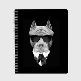 Тетрадь с принтом Питбуль в Санкт-Петербурге, 100% бумага | 48 листов, плотность листов — 60 г/м2, плотность картонной обложки — 250 г/м2. Листы скреплены сбоку удобной пружинной спиралью. Уголки страниц и обложки скругленные. Цвет линий — светло-серый
 | animals | black | black and white | cool | dog | fight | gentleman | head | illustration | pitbull | swag | white | авторитет | белая | бойцовый | галстук бабочка | голова | джентльмен | животные | иллюстрация | костюм | крутой | очки | 
