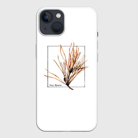 Чехол для iPhone 13 с принтом Pinus Sylvestris в Санкт-Петербурге,  |  | абстракция | авторская работа | ботаническая иллюстрация | деревья | иллюстрации | минимализм | сосна | цветы
