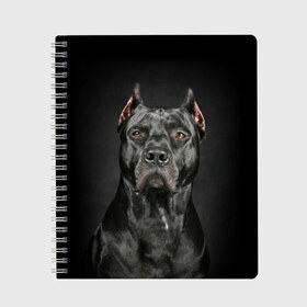 Тетрадь с принтом Питбуль в Санкт-Петербурге, 100% бумага | 48 листов, плотность листов — 60 г/м2, плотность картонной обложки — 250 г/м2. Листы скреплены сбоку удобной пружинной спиралью. Уголки страниц и обложки скругленные. Цвет линий — светло-серый
 | animal | black | breed | bull | combat | dog | ears | eyes | image | muzzle | nose | pit bull | portrait | боевой | бугай | глаза | животное | изображение | нос | пес | питбуль | порода | портрет | псина | собака | уши | черный