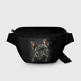 Поясная сумка 3D с принтом Французский бульдог в Санкт-Петербурге, 100% полиэстер | плотная ткань, ремень с регулируемой длиной, внутри несколько карманов для мелочей, основное отделение и карман с обратной стороны сумки застегиваются на молнию | Тематика изображения на принте: animal | background | beast | black | breed | bulldog | cool | cute | dog | ears | french | jaw | look | muzzle | portrait | wool | бульдог | взгляд | животное | зверь | милый | пёс | порода | портрет | прикольно | псина | собака | уши | фон | фра