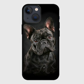 Чехол для iPhone 13 mini с принтом Французский бульдог в Санкт-Петербурге,  |  | Тематика изображения на принте: animal | background | beast | black | breed | bulldog | cool | cute | dog | ears | french | jaw | look | muzzle | portrait | wool | бульдог | взгляд | животное | зверь | милый | пёс | порода | портрет | прикольно | псина | собака | уши | фон | фра