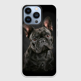 Чехол для iPhone 13 Pro с принтом Французский бульдог в Санкт-Петербурге,  |  | animal | background | beast | black | breed | bulldog | cool | cute | dog | ears | french | jaw | look | muzzle | portrait | wool | бульдог | взгляд | животное | зверь | милый | пёс | порода | портрет | прикольно | псина | собака | уши | фон | фра