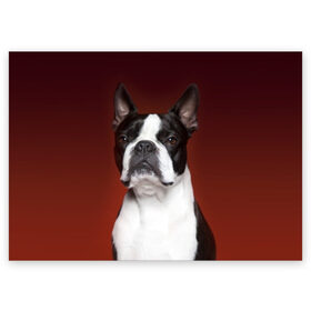 Поздравительная открытка с принтом Французский бульдог в Санкт-Петербурге, 100% бумага | плотность бумаги 280 г/м2, матовая, на обратной стороне линовка и место для марки
 | Тематика изображения на принте: animal | background | beast | black | breed | bulldog | color | cool | cute | dog | e | jaw | look | muzzle | portrait | red | white | белый | бульдог | взгляд | животное | зверь | красный | милый | пёс | порода | портрет | прикольно | псина | соб