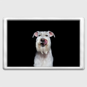 Магнит 45*70 с принтом Белый шнауцер в Санкт-Петербурге, Пластик | Размер: 78*52 мм; Размер печати: 70*45 | Тематика изображения на принте: animal | background | beast | black | breed | cool | cute | dog | ears | fangs | jaw | look | muzzle | portrait | tongue | white | wool | белый | взгляд | животное | зверь | клыки | милый | пёс | порода | портрет | прикольно | псина | собака | уши