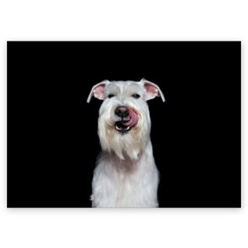 Поздравительная открытка с принтом Белый шнауцер в Санкт-Петербурге, 100% бумага | плотность бумаги 280 г/м2, матовая, на обратной стороне линовка и место для марки
 | animal | background | beast | black | breed | cool | cute | dog | ears | fangs | jaw | look | muzzle | portrait | tongue | white | wool | белый | взгляд | животное | зверь | клыки | милый | пёс | порода | портрет | прикольно | псина | собака | уши