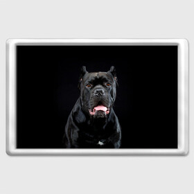 Магнит 45*70 с принтом Черный кан - корсо в Санкт-Петербурге, Пластик | Размер: 78*52 мм; Размер печати: 70*45 | Тематика изображения на принте: animal | background | beast | black | breed | can   corso | cool | cute | dog | ears | fangs | jaw | look | muzzle | portrait | tongue | wool | взгляд | животное | зверь | кан   корсо | клыки | милый | пёс | порода | портрет | прикольно | псина | 