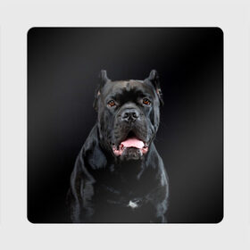 Магнит виниловый Квадрат с принтом Черный кан - корсо в Санкт-Петербурге, полимерный материал с магнитным слоем | размер 9*9 см, закругленные углы | animal | background | beast | black | breed | can   corso | cool | cute | dog | ears | fangs | jaw | look | muzzle | portrait | tongue | wool | взгляд | животное | зверь | кан   корсо | клыки | милый | пёс | порода | портрет | прикольно | псина | 