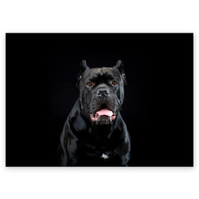 Поздравительная открытка с принтом Черный кан - корсо в Санкт-Петербурге, 100% бумага | плотность бумаги 280 г/м2, матовая, на обратной стороне линовка и место для марки
 | animal | background | beast | black | breed | can   corso | cool | cute | dog | ears | fangs | jaw | look | muzzle | portrait | tongue | wool | взгляд | животное | зверь | кан   корсо | клыки | милый | пёс | порода | портрет | прикольно | псина | 