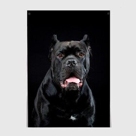 Постер с принтом Черный кан - корсо в Санкт-Петербурге, 100% бумага
 | бумага, плотность 150 мг. Матовая, но за счет высокого коэффициента гладкости имеет небольшой блеск и дает на свету блики, но в отличии от глянцевой бумаги не покрыта лаком | animal | background | beast | black | breed | can   corso | cool | cute | dog | ears | fangs | jaw | look | muzzle | portrait | tongue | wool | взгляд | животное | зверь | кан   корсо | клыки | милый | пёс | порода | портрет | прикольно | псина | 