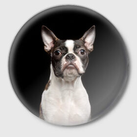 Значок с принтом Бостонский терьер в Санкт-Петербурге,  металл | круглая форма, металлическая застежка в виде булавки | Тематика изображения на принте: animal | background | beast | black | boston | breed | color | cool | cute | dog | ears | jaw | look | muzzle | pet | portrait | terrier | white | wool | белый | бостон | взгляд | животное | зверь | милый | пёс | питомец | порода | портрет | прико