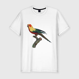 Мужская футболка премиум с принтом Попугай. Аратинга. в Санкт-Петербурге, 92% хлопок, 8% лайкра | приталенный силуэт, круглый вырез ворота, длина до линии бедра, короткий рукав | аратинга | бразилия | зоозащита | попугаи | попугайчики | природа | птица | птицы | солнечный