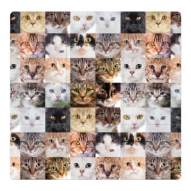 Магнитный плакат 3Х3 с принтом Кошачий коллаж в Санкт-Петербурге, Полимерный материал с магнитным слоем | 9 деталей размером 9*9 см | Тематика изображения на принте: breed | cat | cats | collage | eyes | fluffy | funny | kitten | look | meow | mustache | muzzle | photo | squares | взгляд | глаза | квадраты | коллаж | кот | котёнок | котики | кошка | мяу | порода | прикольный | пушистый | усы | фото
