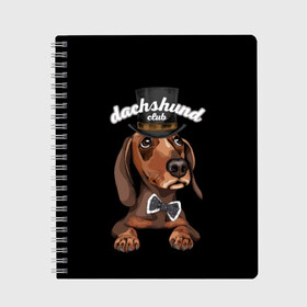 Тетрадь с принтом Такса в цилиндре в Санкт-Петербурге, 100% бумага | 48 листов, плотность листов — 60 г/м2, плотность картонной обложки — 250 г/м2. Листы скреплены сбоку удобной пружинной спиралью. Уголки страниц и обложки скругленные. Цвет линий — светло-серый
 | animal | black | bowtie | breed | brown | cool | cylinder | dachshund | dog | gentleman | muzzle | white | белый | галстук  бабочка | джентльмен | животное | коричневый | порода | прикольный | собака | такса | цилиндр | черный